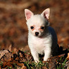 SmugMug > keywords > biscuit > Meet Biscuit!!

Biscuit was a visitor at my sisters house today! Hope everyone had a great Thanksgiving...just hope you all didn't eat way too much like I did!! Will catch up with everyone soon.