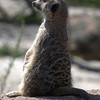 SmugMug > keywords > meercat > Sue Gabriel: this one stands out so I thought I would see whether this is an improvement on the first .