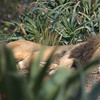 SmugMug > keywords > meercat > Sue Gabriel: "I love my life".I just love the sleeping lion..as Al points out it is hard to get a great shot, and I always seem to find these big cats  sleeping...need to visit Africa...anyway would love comments. Cheers Sue